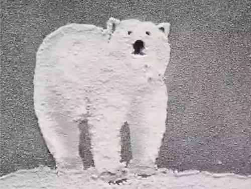 polar bear